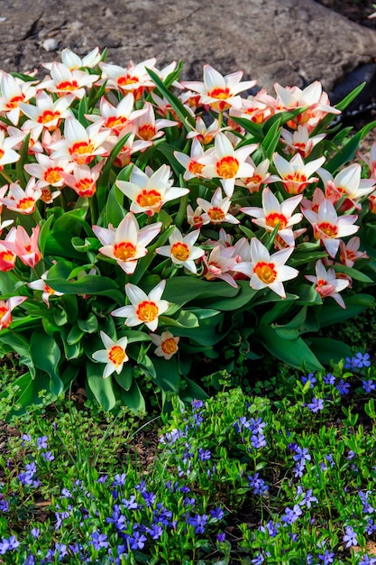 Flowerbed of beautiful tulips in the park at spring