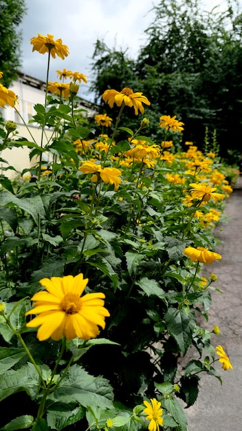 flowerbed of blooming yellow arnica flowers