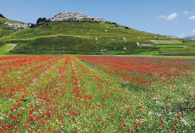空に照らされた山の花壇