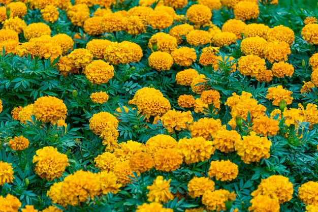 花壇、公園の背景にオレンジ色の花のフィールド