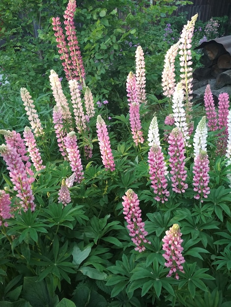 flowerbed, floral, delicate, beautiful, flowers, white, pink, lilac, lupin, floriculture, gardening