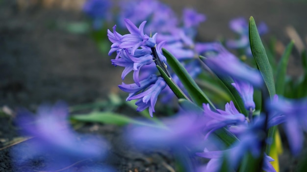 밝은 봄 햇빛 아래 녹색 잎으로 둘러싸인 줄기에 있는 향기로운 보라색 히아신스 꽃의 화단은 근접 촬영 개념 봄 정원을 축소합니다.