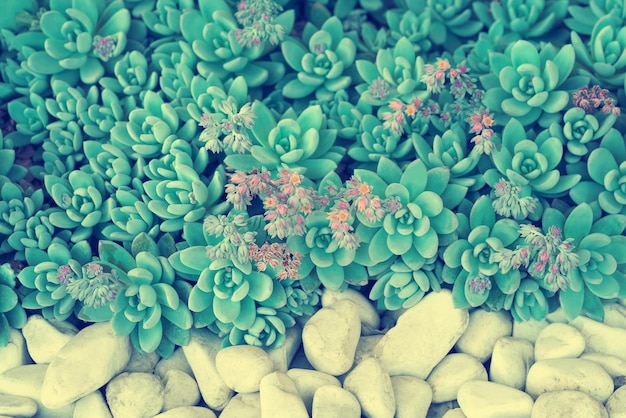 Flowerbed met sedum en stenen Toned