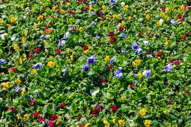 バイオラ・トリコラー (Viola Tricolor) の多色のパンシー花の花床