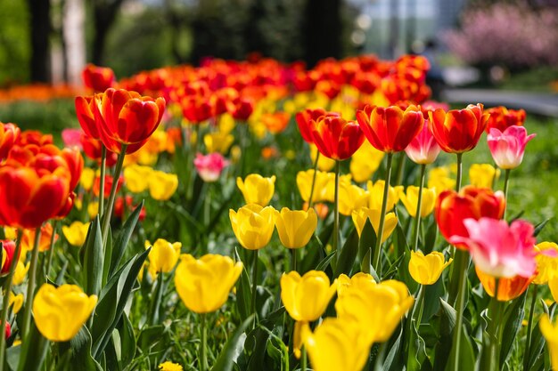 写真 くチューリップの花床のクローズアップ