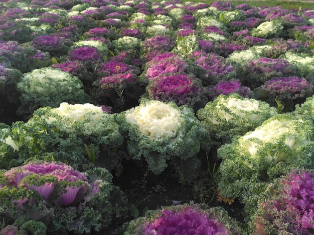 Flowerbed overgrown with curly ornamental cabbage in the garden