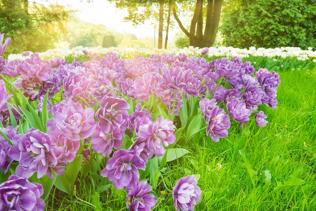 Клумба из фиолетовых цветов тюльпанов в зеленом парке