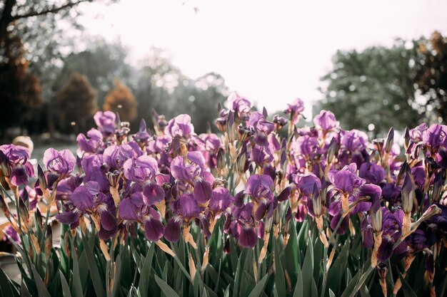 flowerbed of purple irises on a background of sunny sky