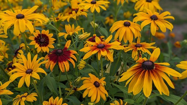 Photo a flowerbed with beautiful flowers