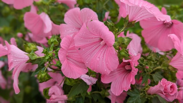 Photo a flowerbed with beautiful flowers