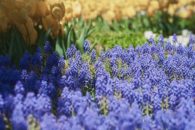 写真 ムスカリの花が咲く花壇と黄色のチューリップ フラワー ガーデン