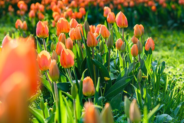 Foto un letto di fiori con tulipani rosa in fiore nel parco