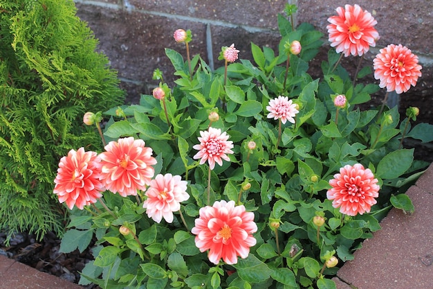 Flowerbed with bright red chrysanthemums on the background of a brick wall
