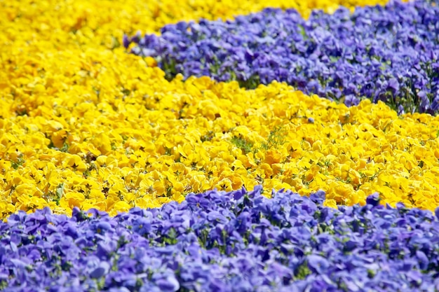 さまざまな花のパンジーと花壇