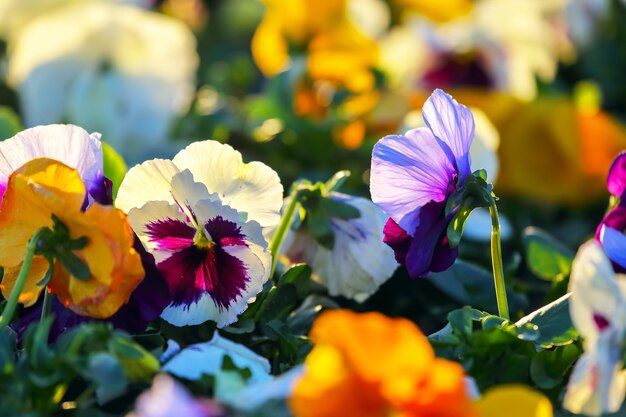 Flowerbed with different flowers pansies