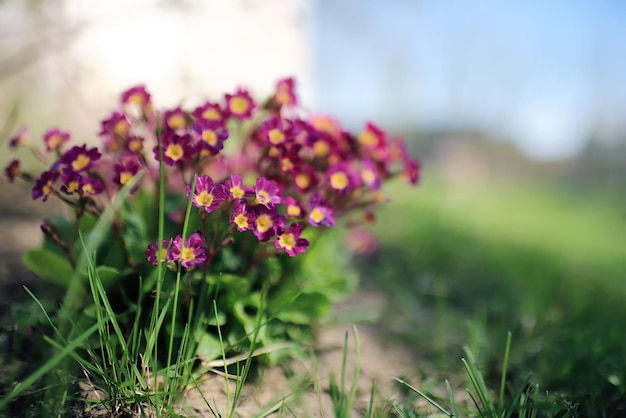 flowerbed with flowers in the city park in the spring