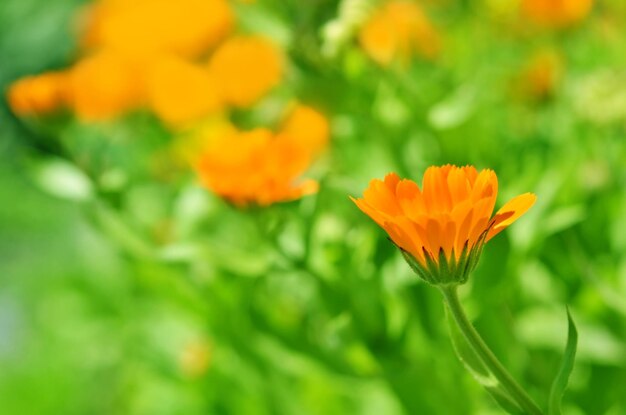 많은 꽃이 만발한 화단 금송화 officinalis