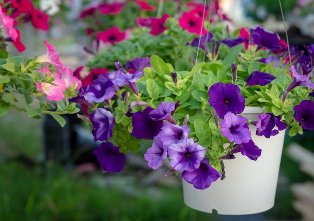 Flowerbed with multicoloured petunias