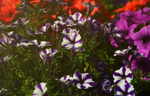 Flowerbed with multicoloured purple and violet petunias macro shot of beautiful colourful petunia