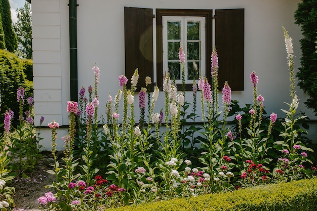 A flowerbed with pink bells in front of the house