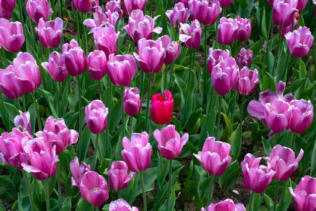 Flowerbed with spring pink tulips in the city park