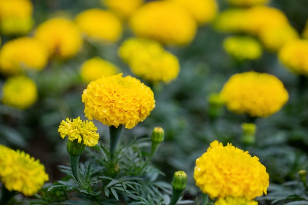 黄色のマリーゴールドとぼやけた壁の花壇