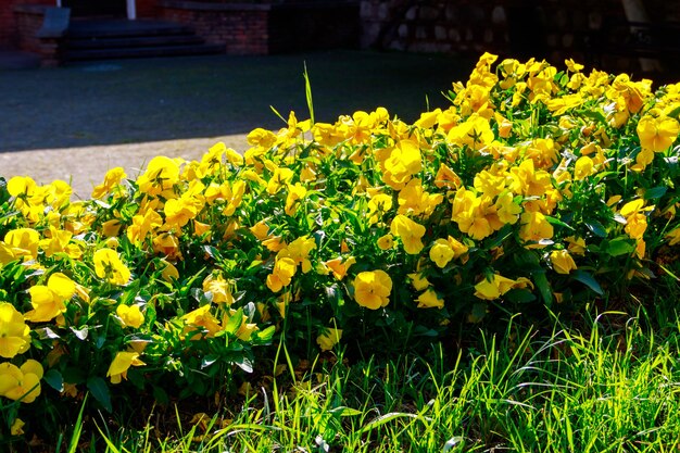 Flowerbed with yellow viola flowers in city park