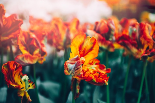 Flowerbeds of blossoming tulips