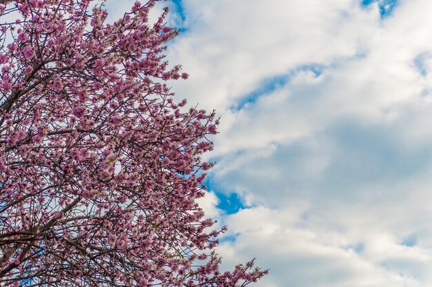 Flowered almond tree in spring