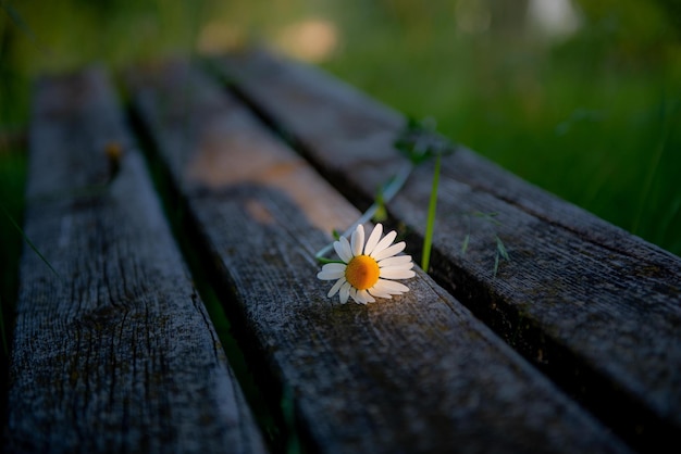 Flowered daisy on a bench