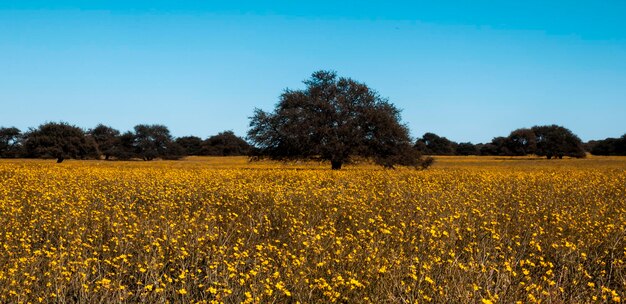 Flowered field in the Pampas Plain La Pampa Province Patagonia Argentina