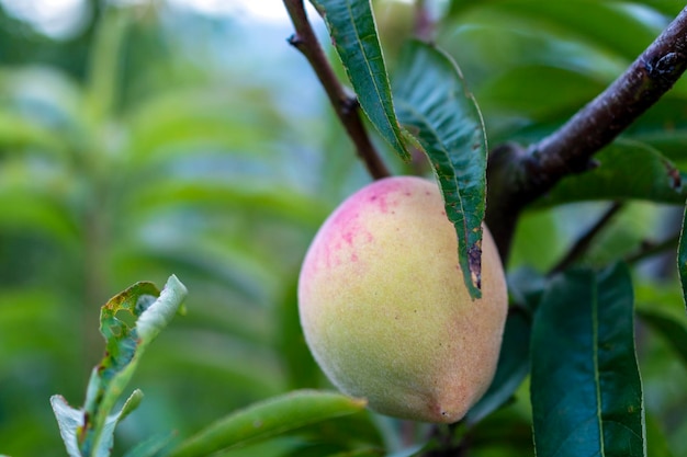 Flowered peach tree peach blossom peach plantation