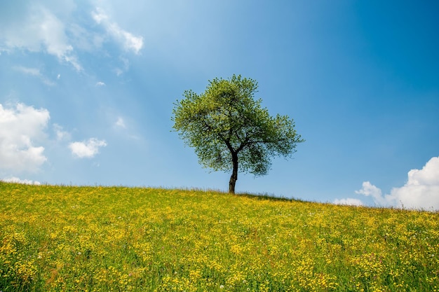 Flowered tree