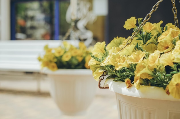 Flowered yellow petunias in pots Commercial gardening