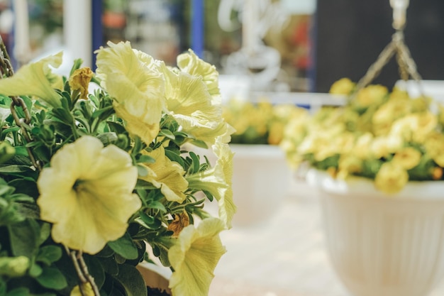 Flowered yellow petunias in pots Commercial gardening