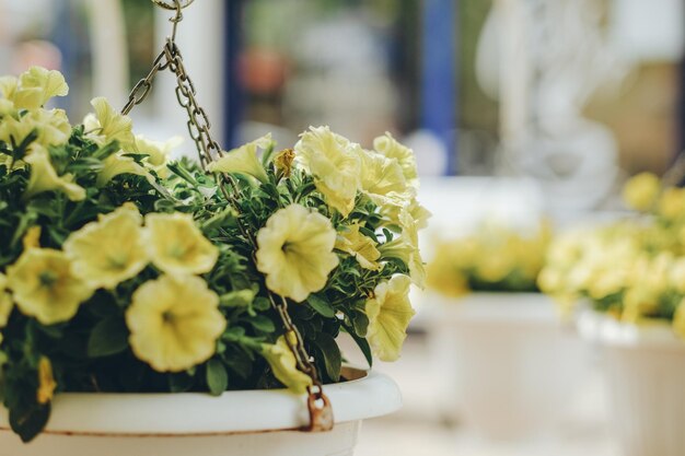 Flowered yellow petunias in pots Commercial gardening