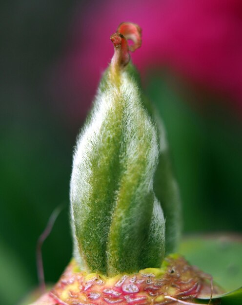 Foto testa di fiore