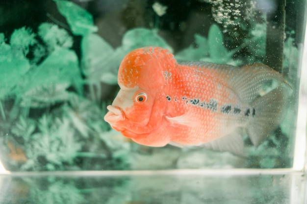 Flowerhorn cichlid fish swimming in the aquarium