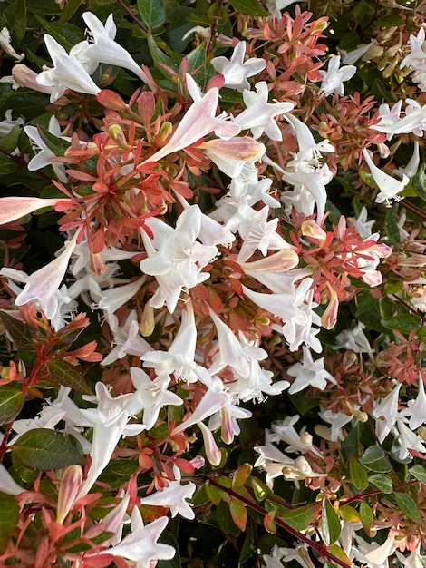 flowering abelia bush