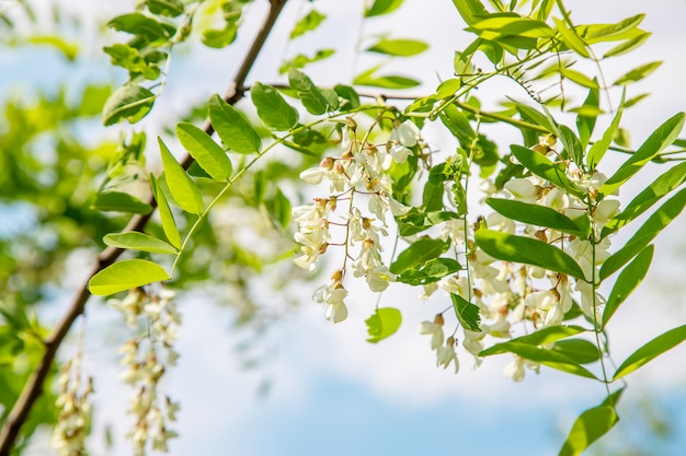 Albero di acacia di fioritura nel giardino. messa a fuoco selettiva