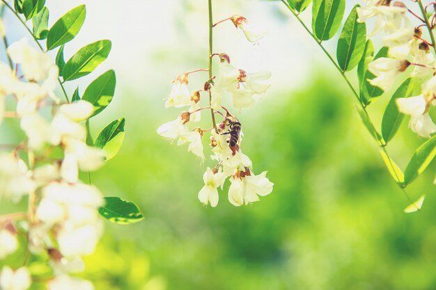 Albero di acacia di fioritura nel giardino. messa a fuoco selettiva