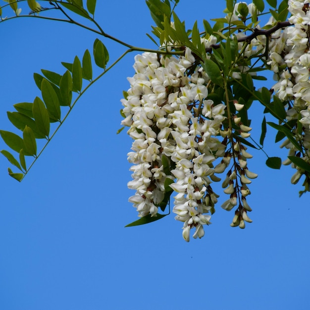 Photo flowering acacia white grapes