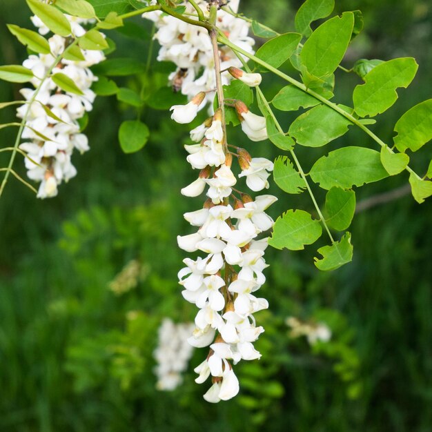 Photo flowering acacia white grapes