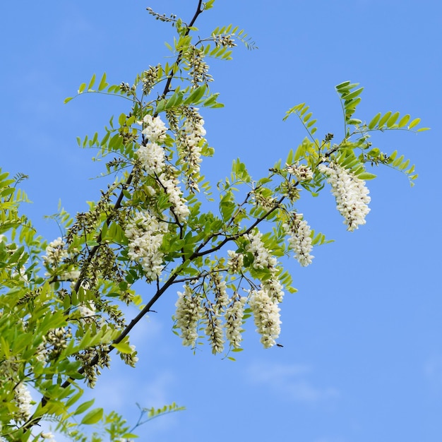 Photo flowering acacia white grapes