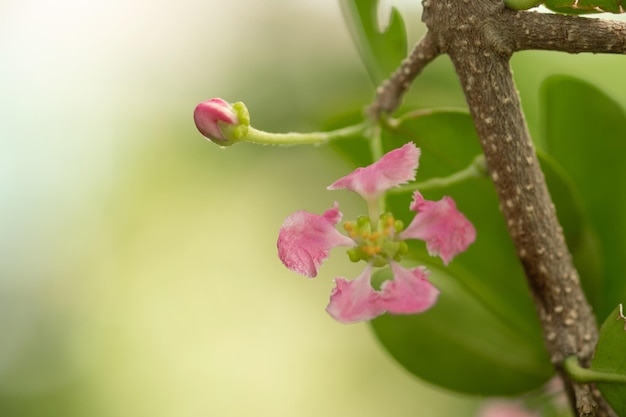 タイで開花するアセロラ桜アセロラ桜の木セレクトフォーカスソフトフォーカス