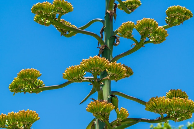 Flowering agave bush. dies off after flowering