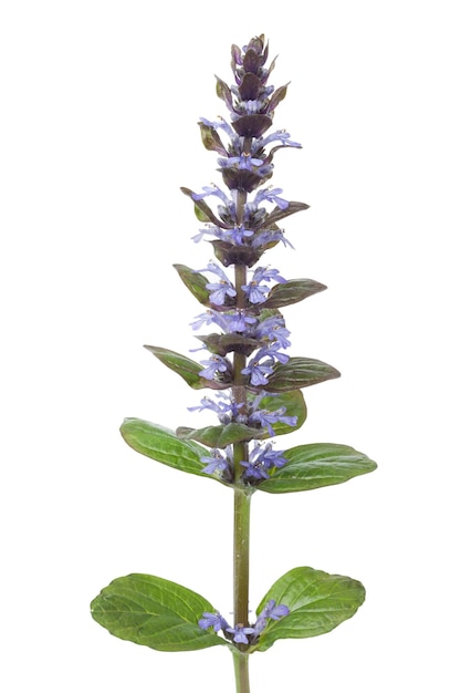 Flowering Ajuga plant