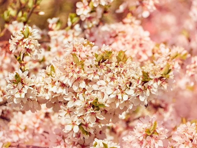 Flowering almond in the park.