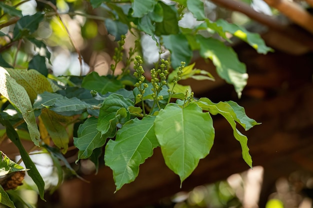 Flowering Angiosperm Tree