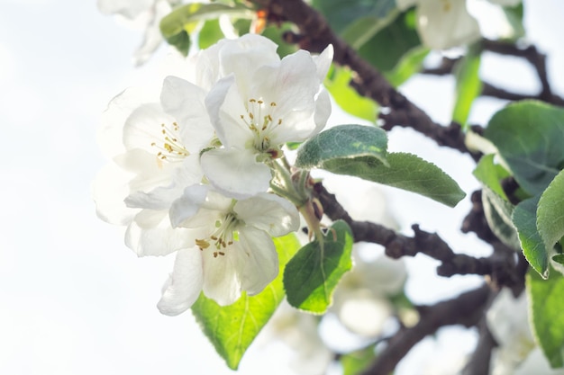 明るい日光の下で開花するリンゴの木の枝